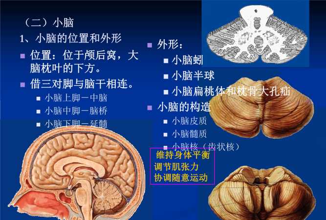 皮层小脑的主要功能是,小脑的主要功能是什么