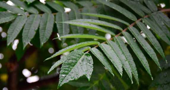 梅雨季什么时候结束2020,今年的梅雨季节有多少天什么时候出梅图4
