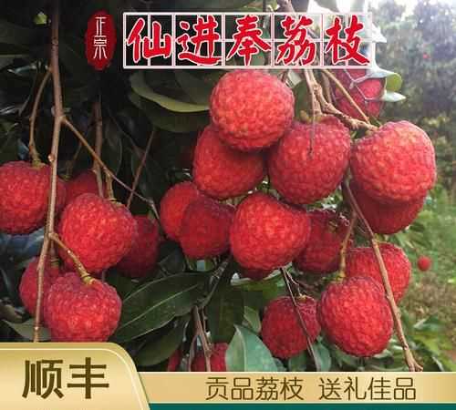 荔枝先进凤怎么样?