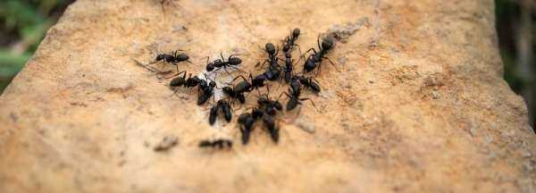 酒精喷在蚂蚁身上会怎样,蚂蚁怕酒精吗图3