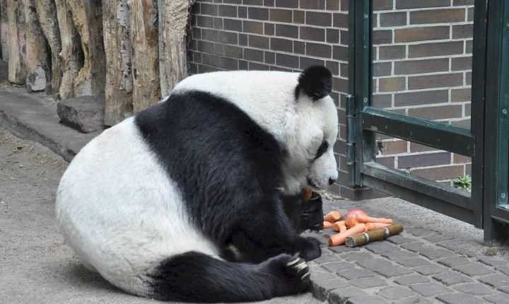 大熊猫吃生鸡蛋还是熟鸡蛋