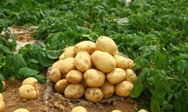 土豆习性及种植方法