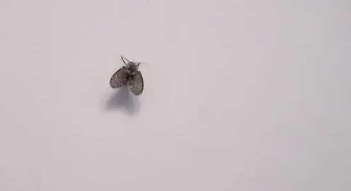 小虫怎么消灭小窍门,家里地板有小虫子怎么消除小妙招图3