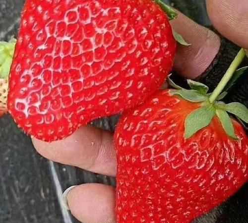 丹东牛奶草莓和99草莓区别