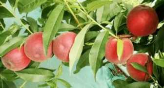 桃子放冰箱冷藏可以保存多久,甜瓜在冷库能保鲜多久图2