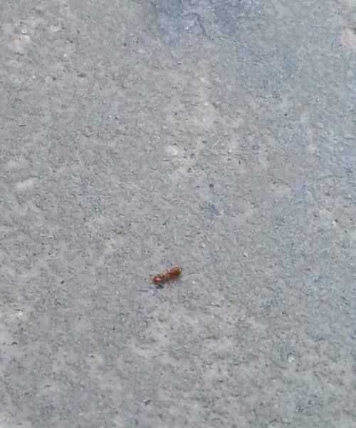 家里出现许多小红蚂蚁是为什么