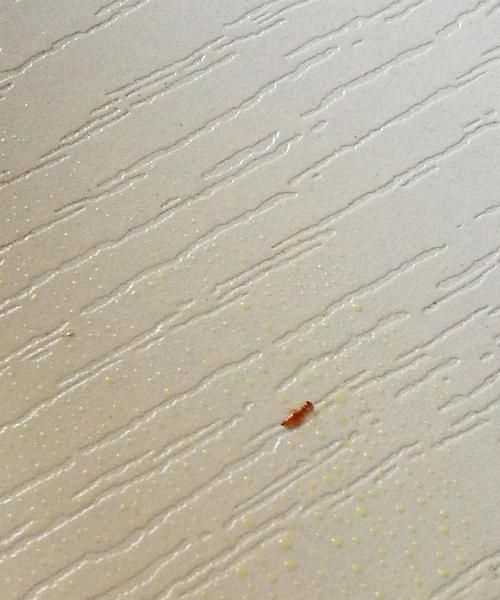 家里为什么会有红蚂蚁是因为什么引起的
