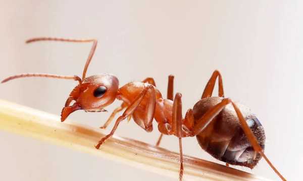 家有红蚂蚁说明了什么,家里出现许多小红蚂蚁是为什么图3