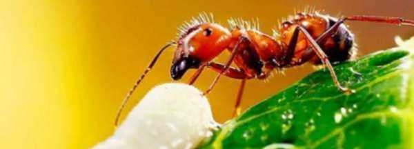 家有红蚂蚁说明了什么,家里出现许多小红蚂蚁是为什么图4