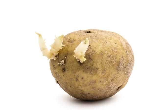 发芽的土豆该如何处理才能吃