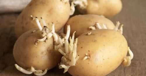 发芽土豆怎么处理,发了芽的土豆怎样处理才能够使用