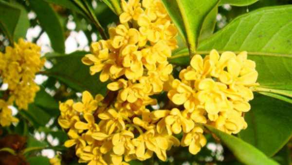 桂花都能吃,是不是所有桂花都可以食用?图1