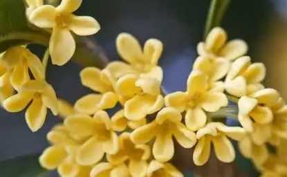 桂花都能吃,是不是所有桂花都可以食用?图3