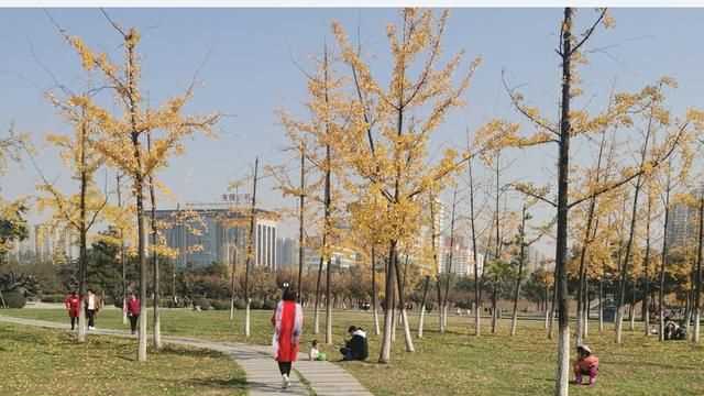 中国的国树，中国的国树，国花，国兽，国球是什么？图3