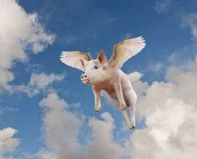 在风口上猪都能飞起来是谁说的