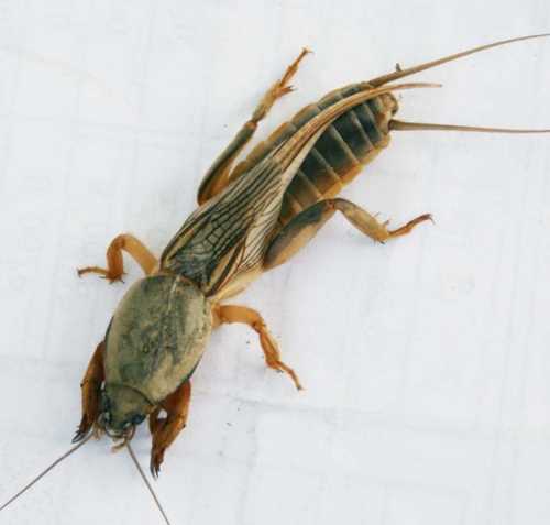 蝼蚁和蝼蛄是一种昆虫吗