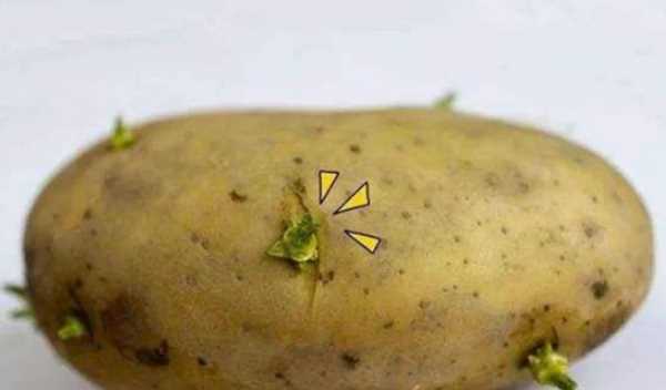 发芽的土豆可以吃有没有毒,发了芽的土豆吃了有什么危害图2