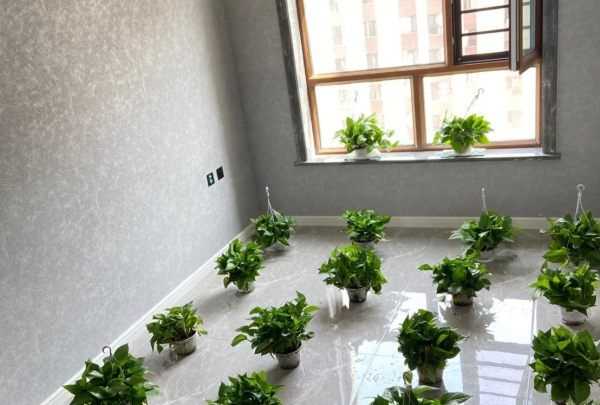 如何空气净化,放在房间净化空气的植物有哪些图3