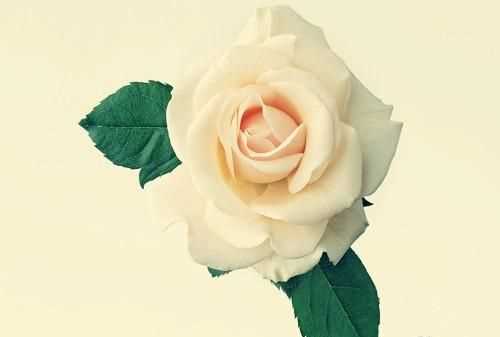 一朵红玫瑰和一朵白玫瑰各代表什么意思