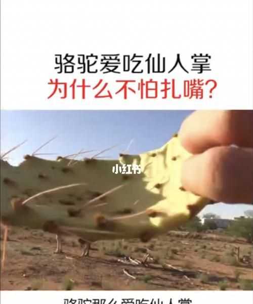 吃仙人掌不觉得扎嘴的是哪种动物