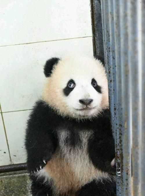 为什么熊猫出生都是白色的