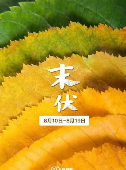 数伏从什么时候开始算
