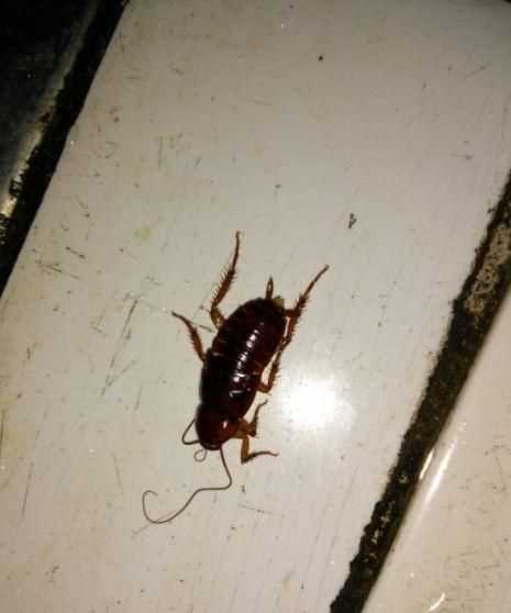 家里厨房为什么会有蟑螂