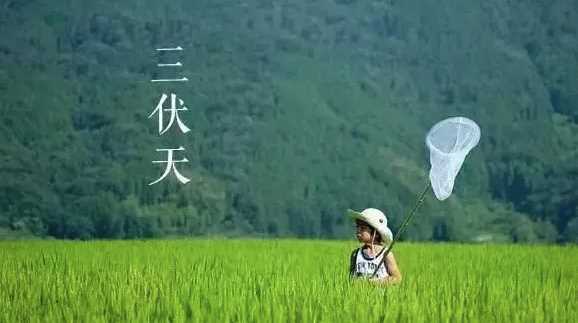 8月5日是几伏,今天是几伏的第几天了图4