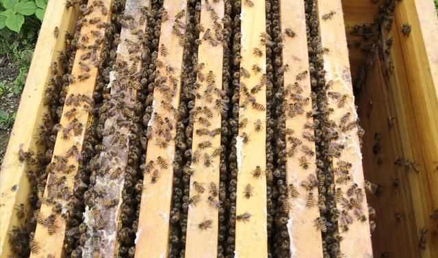 怎样分蜂最方便最好