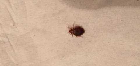 为什么床上会出现红色的小虫,床上发现像红蚂蚁样的小虫是为什么呢图1
