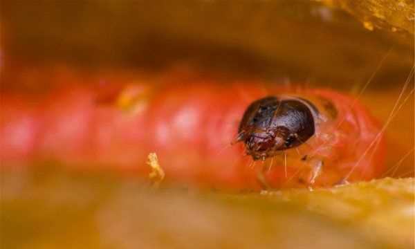 为什么床上会出现红色的小虫,床上发现像红蚂蚁样的小虫是为什么呢图2