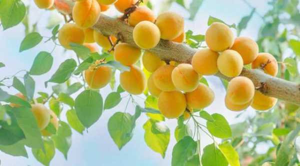 杏子和黄桃是一种水果,杏子是银杏的果实吗图1