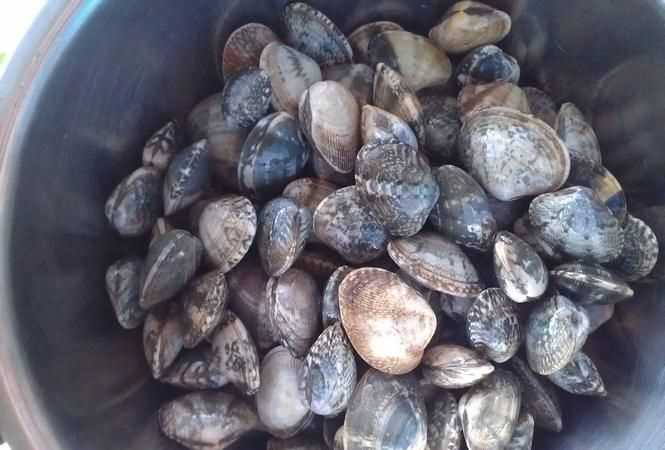 文蛤离开水能活多久