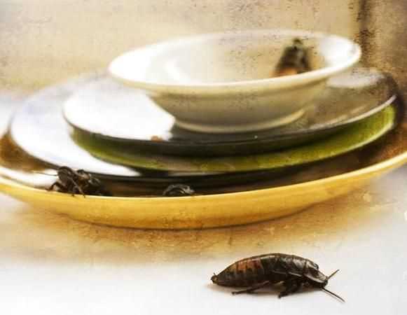厨房有蟑螂怎么办能除根生活小妙招