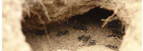 如何用蚂蚁洞辨别方向,如何利用蚂蚁洞辨别方向图3