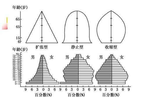 年龄组成三种类型图示