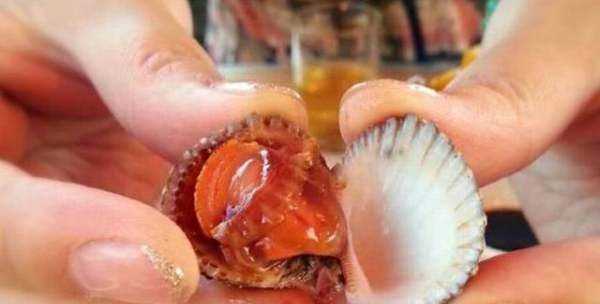 血蛤如何才能安全食用,血蛤怎么养活图4