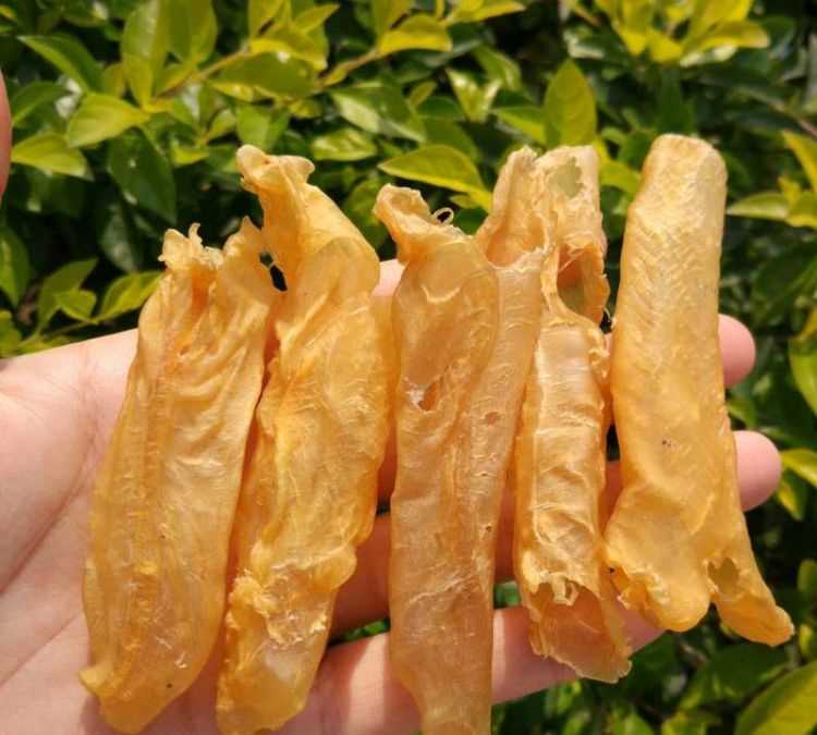 鱼胶是什么鱼的鱼鳔