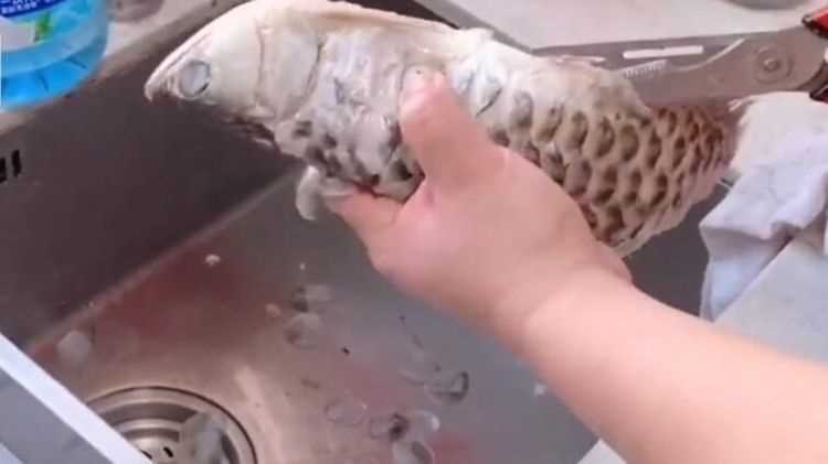 龙鱼怎么做好吃 龙鱼的做法视频