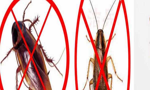 自制杀蟑螂最有效的方法,家里怎样自制灭蟑螂的药图4