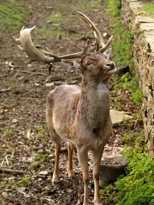 鹿是国家几级保护动物