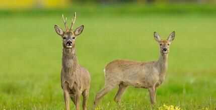 野鹿是国家几级保护动物