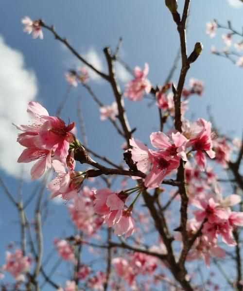 春暖花开群芳吐艳的日子祝福语