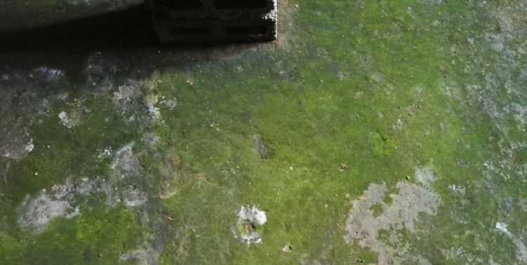水泥地面上长青苔怎么除掉