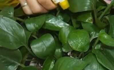 蒜头发芽了还能吃吗，蒜米生芽了还能吃吗？图4