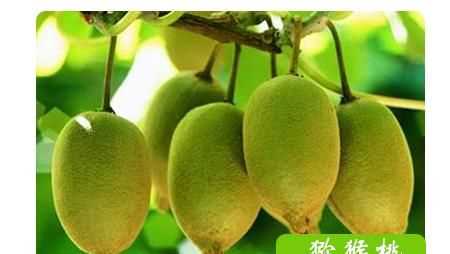 猕猴桃什么季节成熟最好
