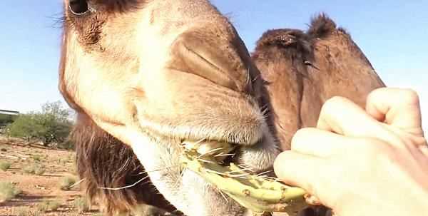 为啥骆驼吃仙人掌不扎嘴,骆驼吃仙人掌不怕扎嘴吗图3