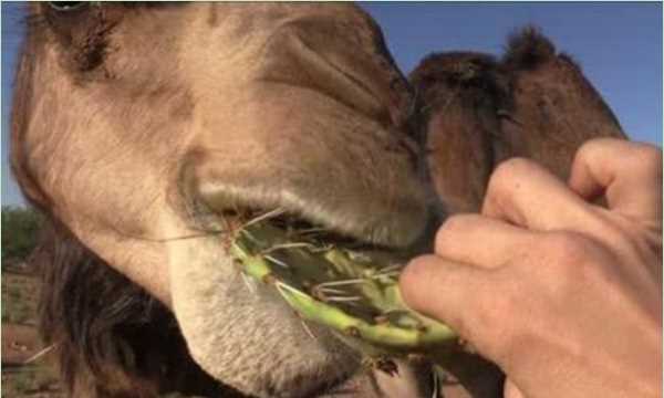 为啥骆驼吃仙人掌不扎嘴,骆驼吃仙人掌不怕扎嘴吗图4