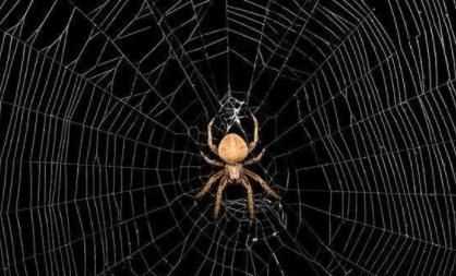 蜘蛛织的网会网住蜘蛛吗，蜘蛛拉的网破后，还把网吃掉吗？图2