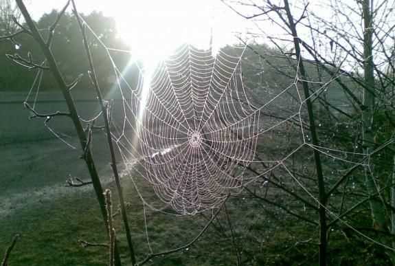 蜘蛛织的网会网住蜘蛛吗，蜘蛛拉的网破后，还把网吃掉吗？图3